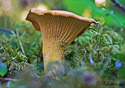 Cantharellus cibarius